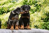 BEAUCERON - PUPPIES 268